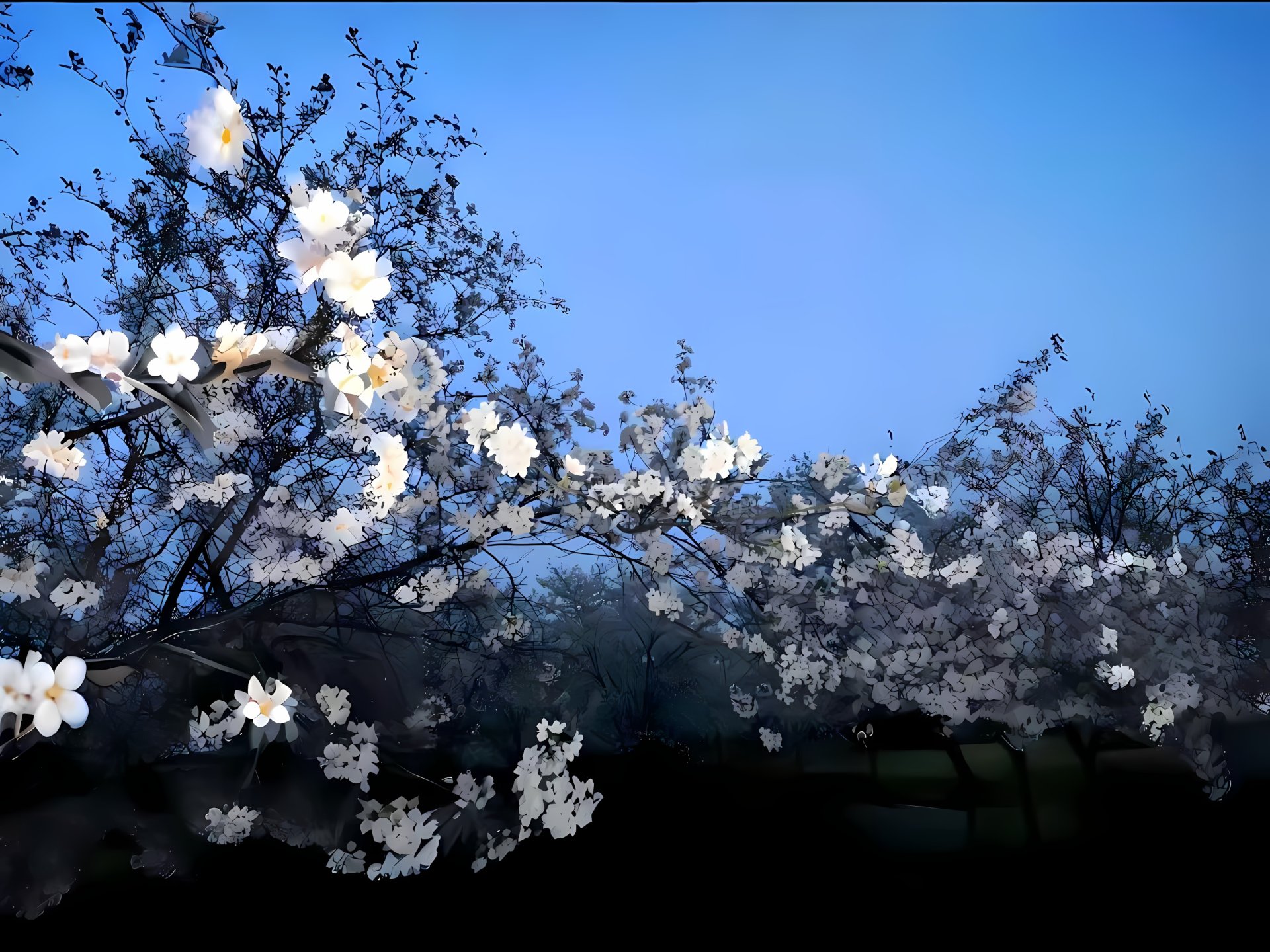 春日-树-白色花朵